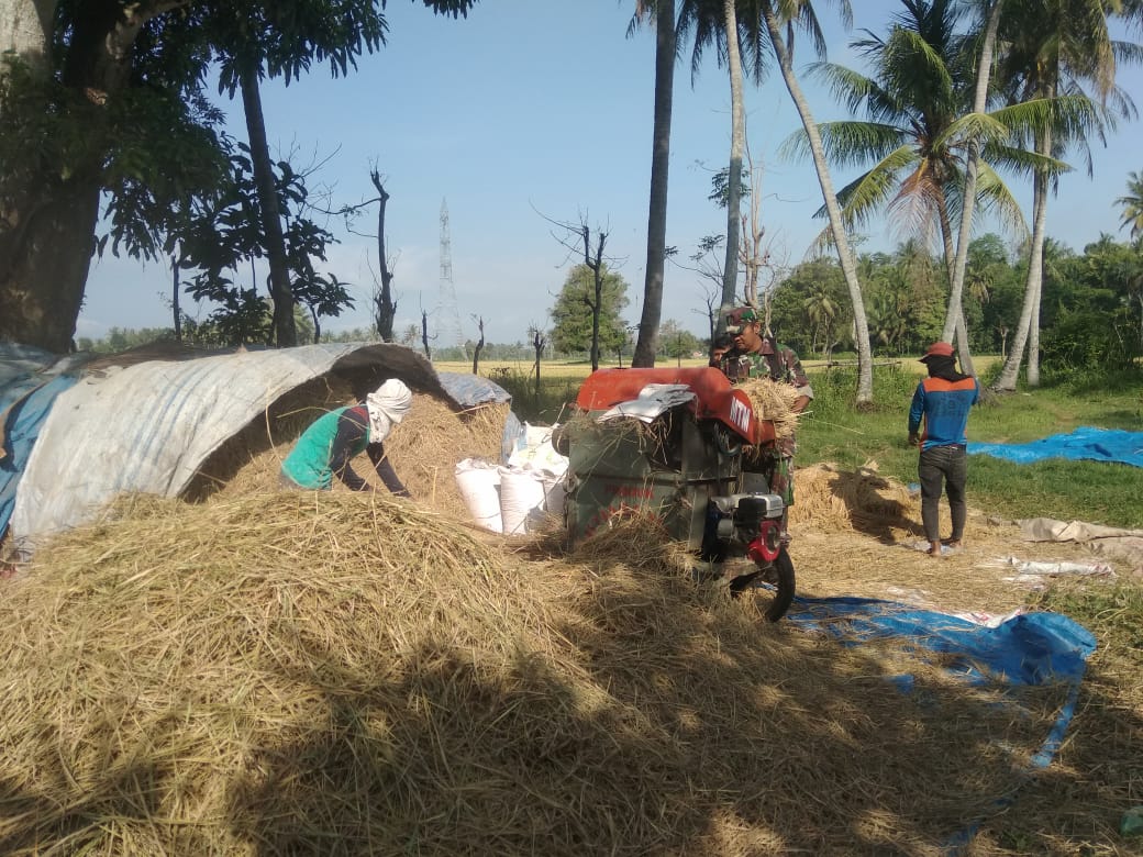 Pakai Alat Manual, Babinsa Indra Jaya Bantu Rontokan Padi