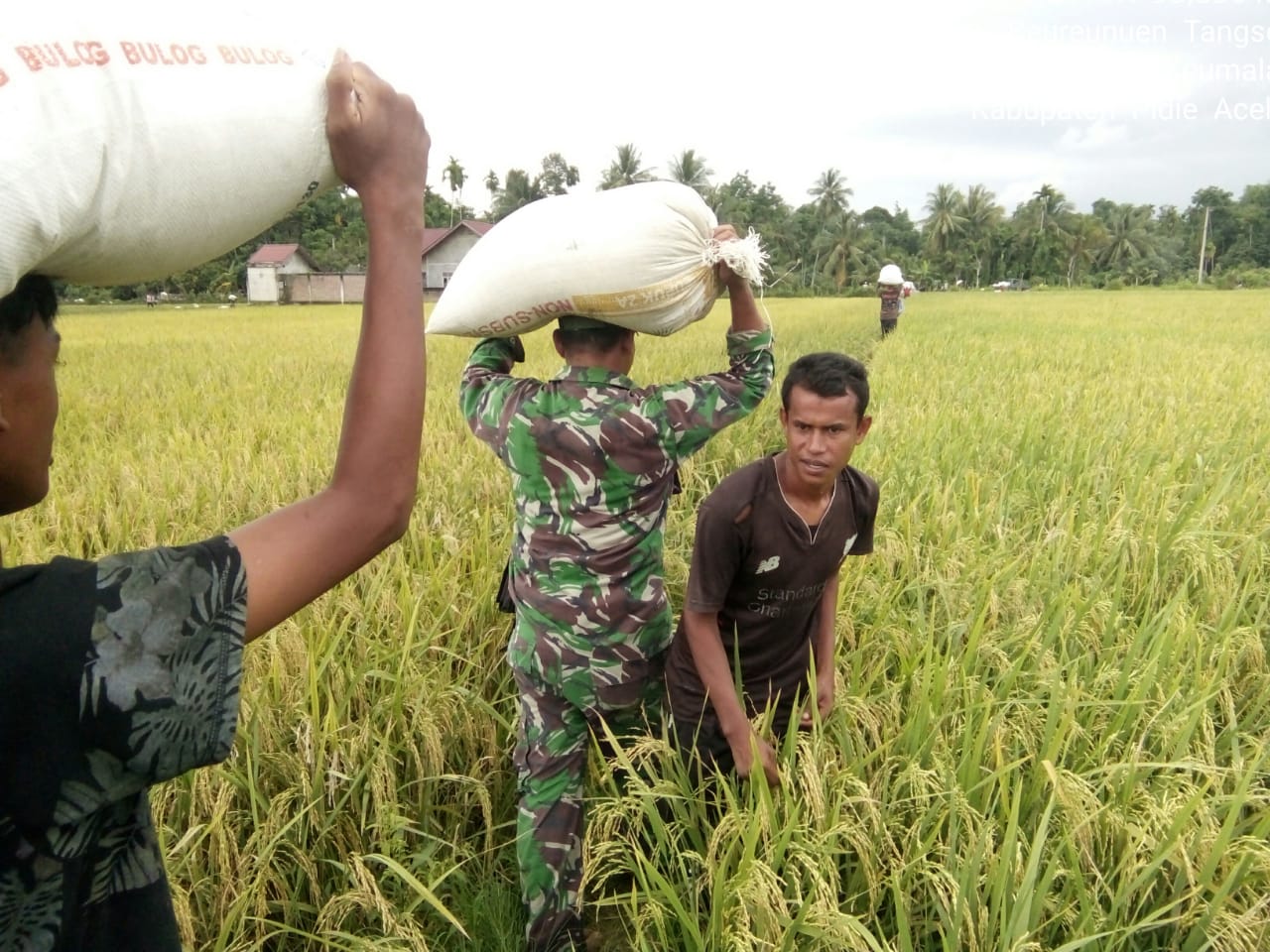 Ringankan Beban Petani, Babinsa Koramil Keumala Bantu Angkut Hasil Panen Padi