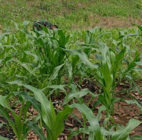 Yonkav 11/MSC Manfaatkan Lahan Kosong