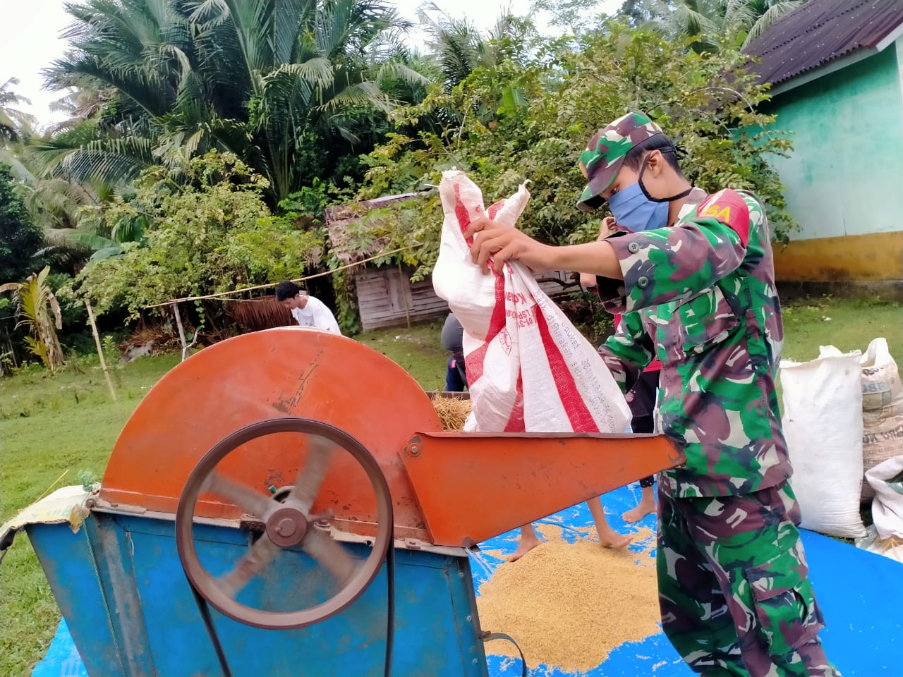 Puasa Bukan Halangan bagi Babinsa Koramil 08/Alafan Bantu Petani Merontok Padi