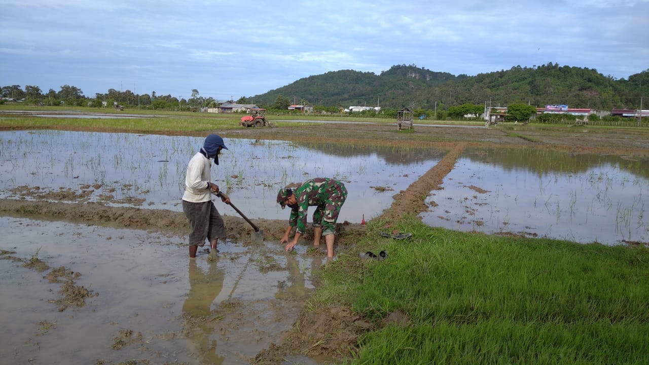 Babinsa Lamno Bantu Petani Mengolah Sawah
