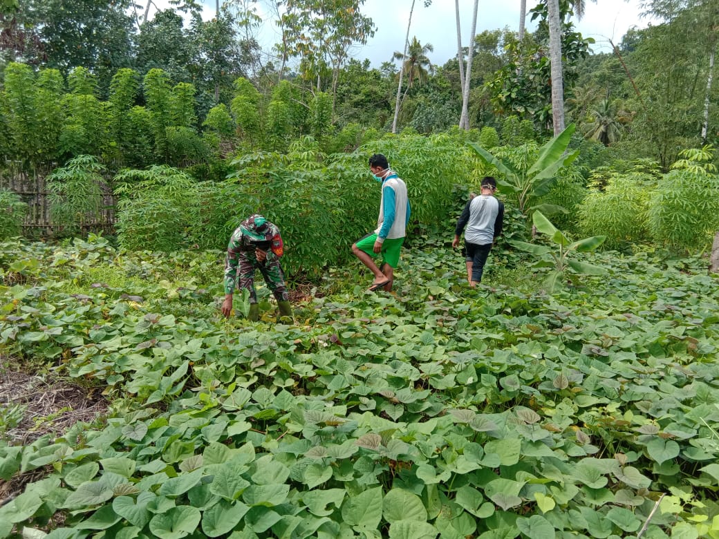 Jaga Ketahanan Pangan Babinsa Poramil 05/Simeulue Ajak Warga Manfaatkan Lahan Kosong