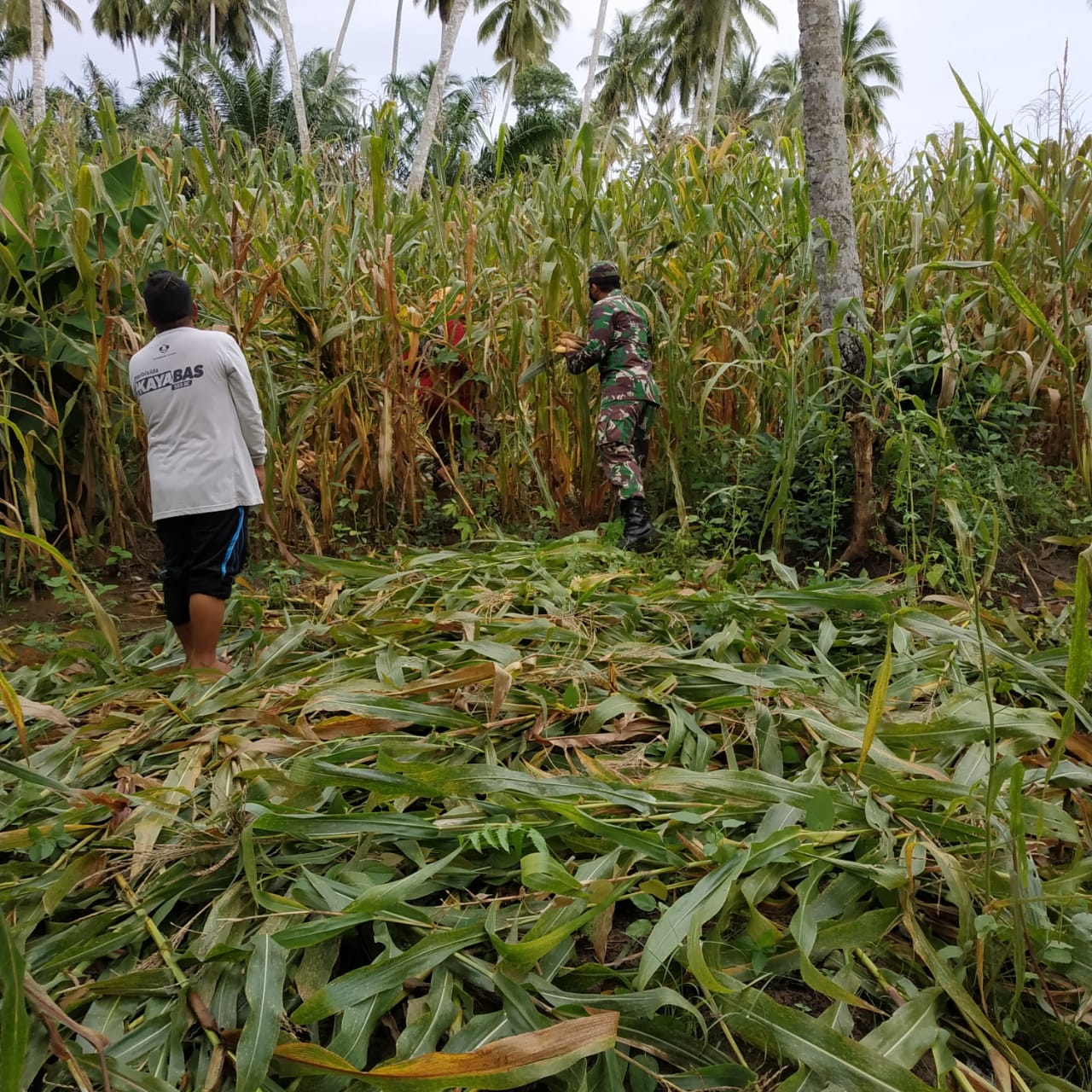 Jelang Lebaran Idul Fitri Babinsa Tetap Bantu Petani Panen Jagung