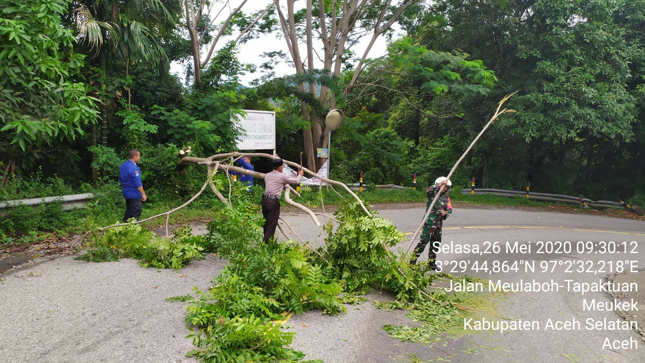 TNI/Polri dan Petugas Damkar Serta Masyarakat Gerak Cepat Bersihkan Pohon Yang Tumbang di Jalan Lintas Nasional