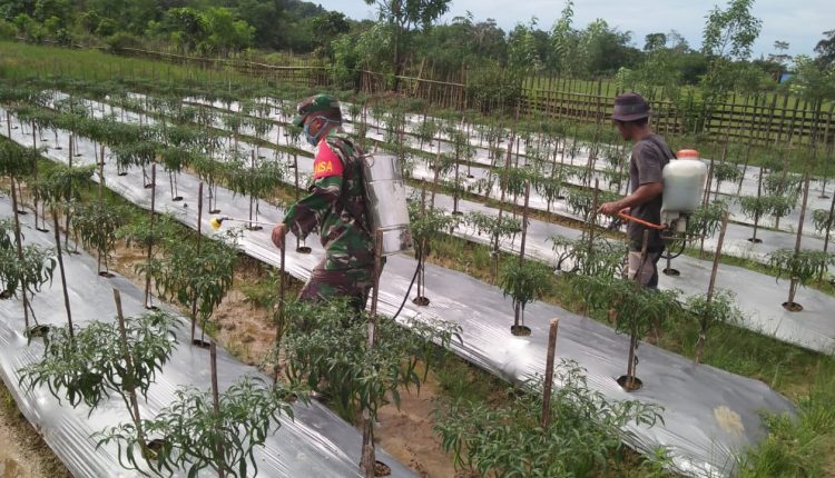 Antisipasi Hama, Babinsa Bantu Petani Semprot Cabai