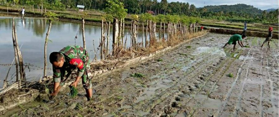 Peran Babinsa Dalam Menjaga Ketahanan Pangan Di Tengah Pandemi Covid-19