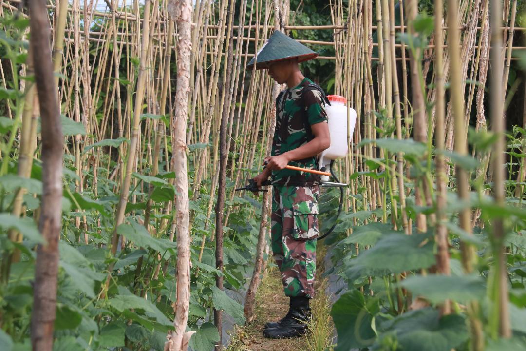 Siaga Covid-19 Yonif Raider 112/DJ manfaatkan lahan kosong