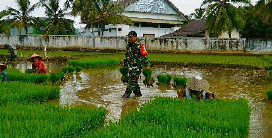 Babinsa Laksanakan Upsus Pendampingan Pertanian di Wilayah 