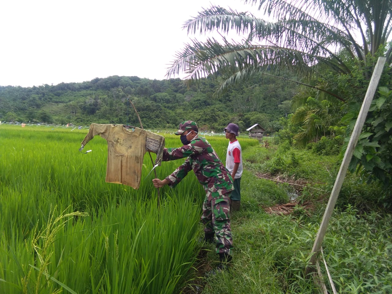 Bantu Petani Halau Serangan Hama Burung,  Ini Yang Dilakukan Babinsa