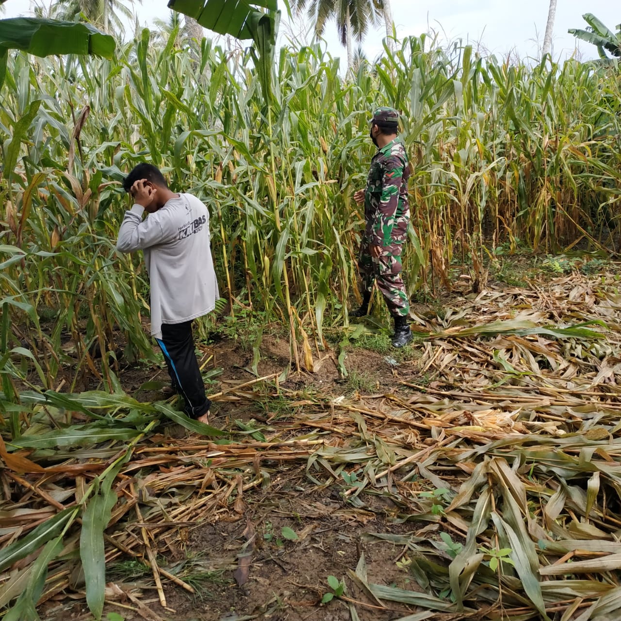 Tingkatkan Ketahanan Pangan, Babinsa Bantu Petani Panen Jagung