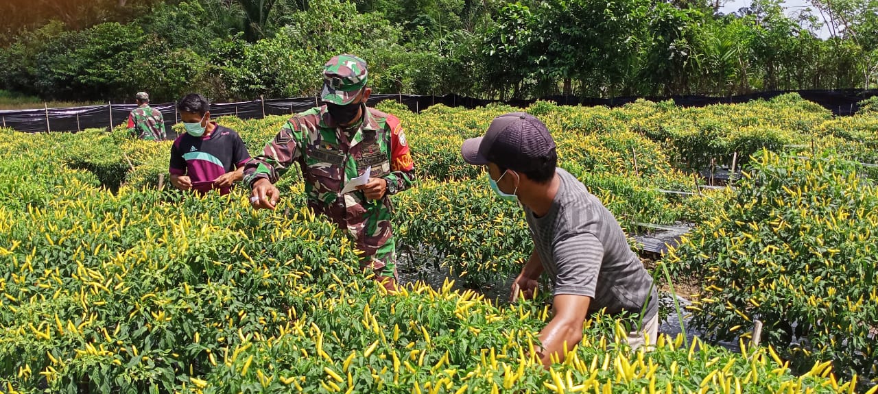 Babinsa Koramil 02/Simeulue Tengah Panen Cabai Bersama Warga Binaan