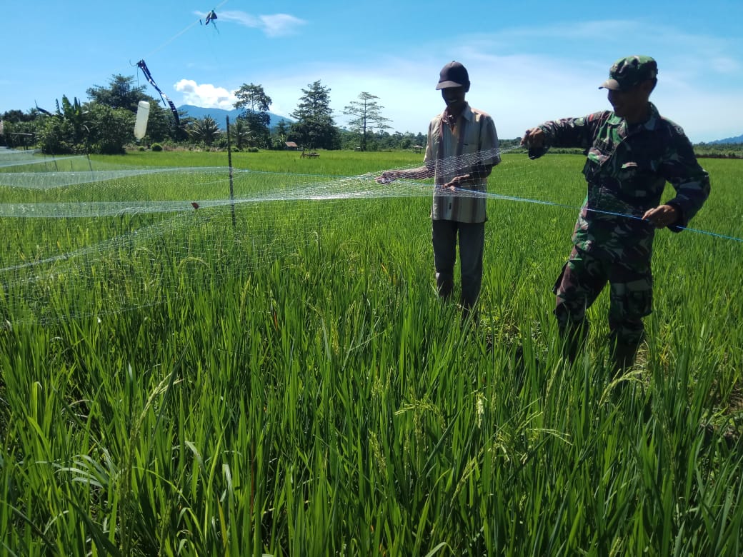 Halau Hama Barung, Babinsa Bantu Petani Pasang Jaring