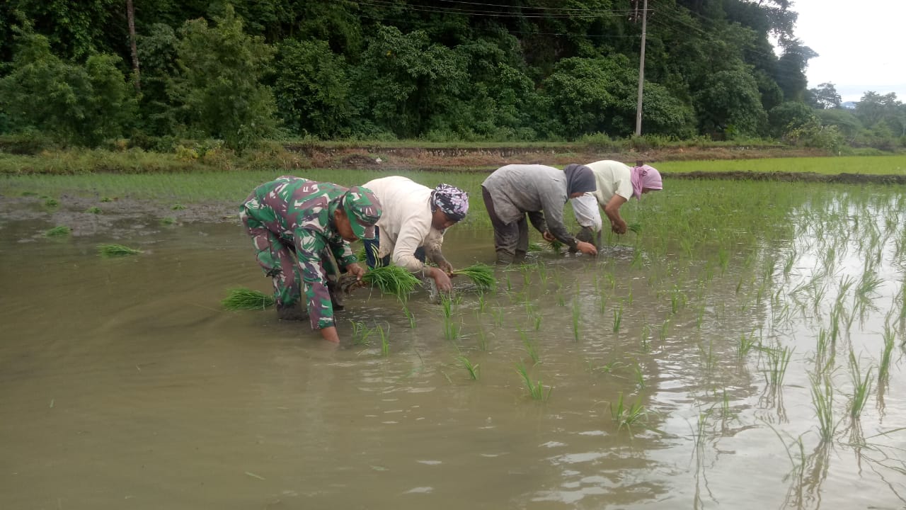 Bantu Petani Saat Pandemi Covid-19, Serda Teguh Ikut Tanam Padi