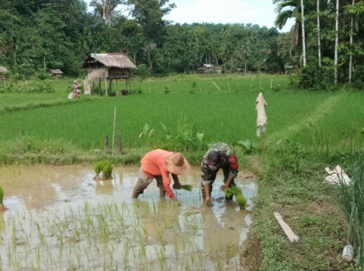 Babinsa 01/SM Bantu Petani (Sare Pakat) Tanam Padi