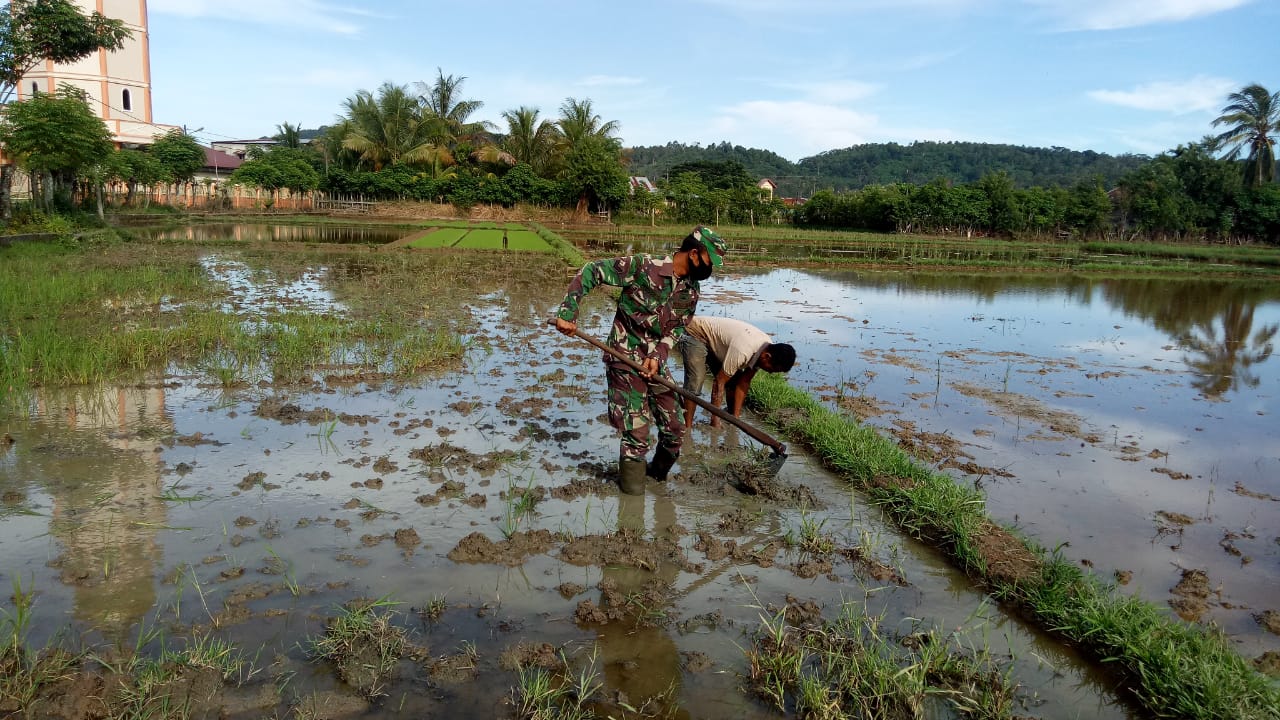 Bangkitkan Semangat Petani, Babinsa Lamno Turun ke Sawah