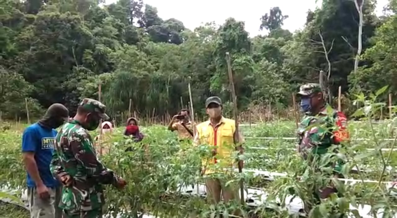 Babinsa Koramil 02/Simteng Dampingi Petani Tomat