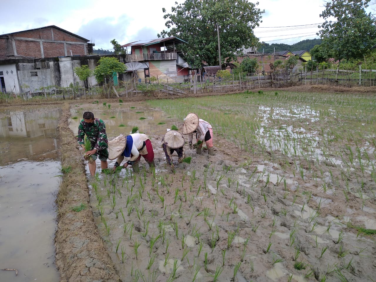 Babinsa Lamno Bantu Petani Tanam Padi