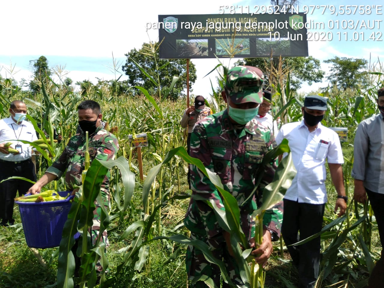 Jaga Kestabilitasan Ketahanan Pangan Pasca Pandemi Covid 19, Kodim 0103/Aut Panen Jagung Perdana
