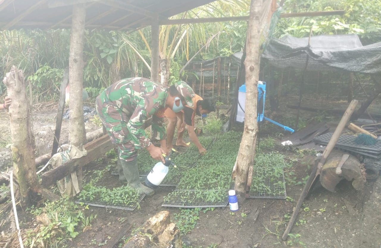 Babinsa Selalu Hadir Bersama Petani dengan Membantu Pembibitan Cabe