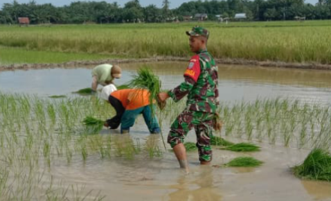 Percepatan Tanam, Babinsa 02/Krb Penanaman Bibit Padi