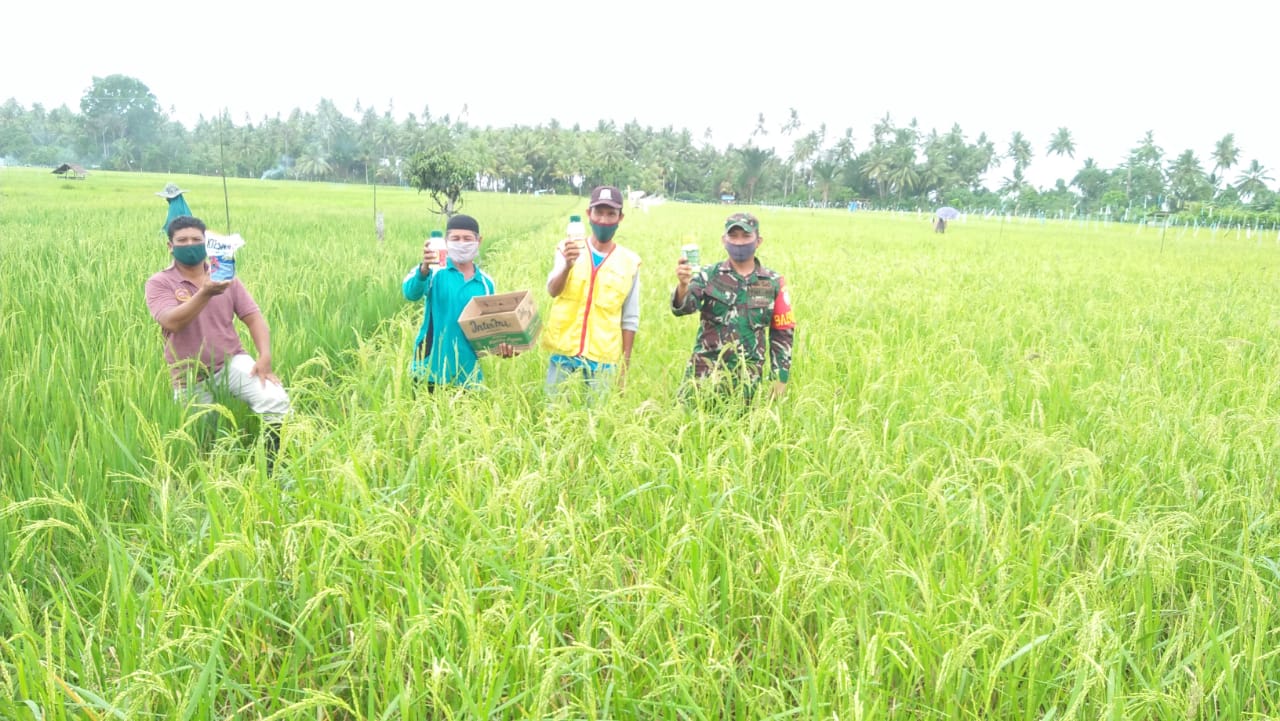 Koramil 02/Simteng bersama Koordinator PPL Pertanian Berikan Bantuan Obat Pembasmi Hama
