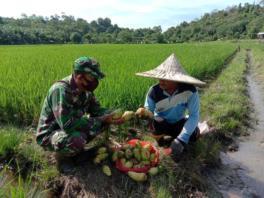 Babinsa Kenalkan Kepada Petani Manfaat Buah Mengkudu Untuk Membasmi Hama Tikus