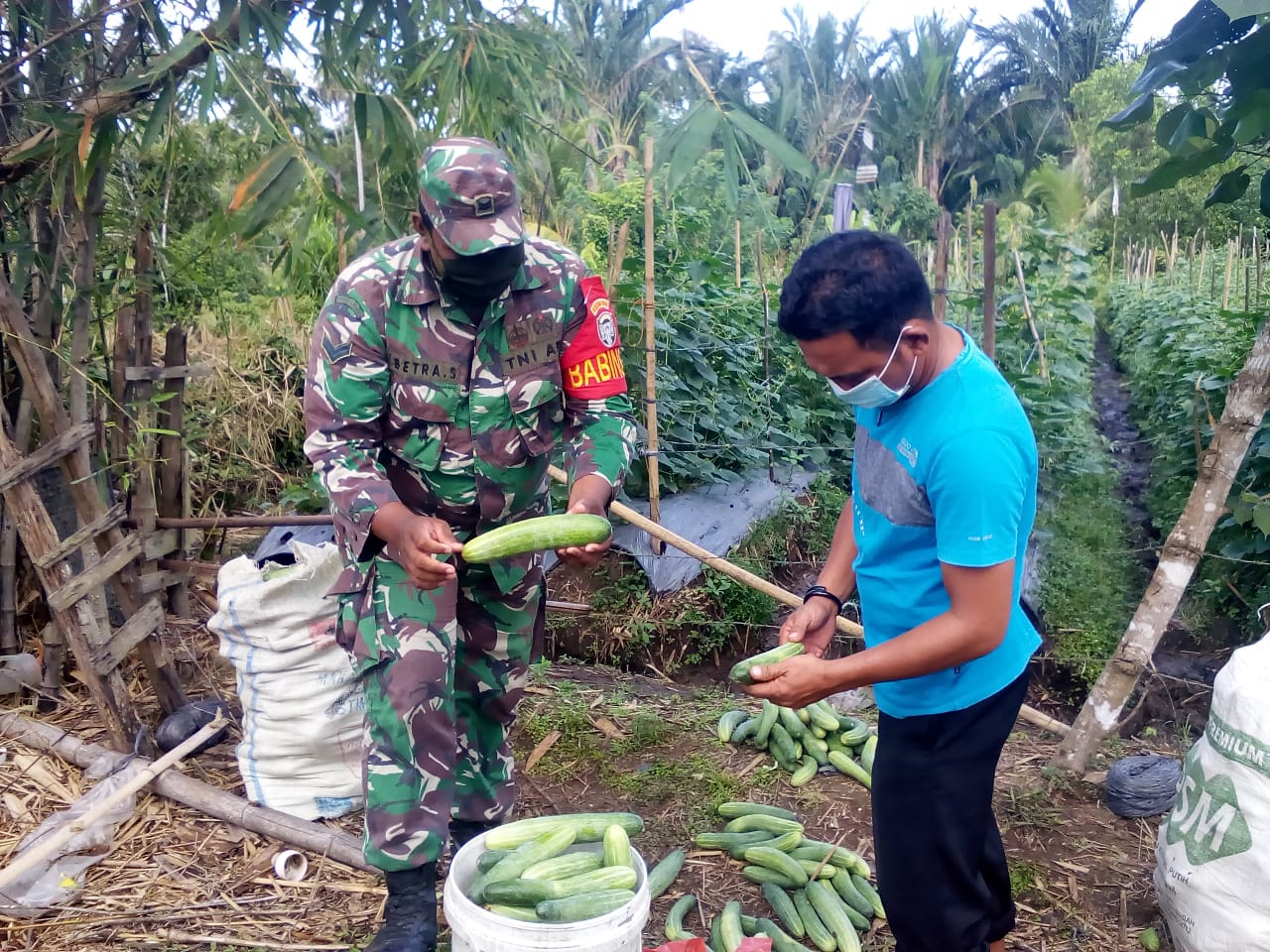 Babinsa Koramil 01/Simeulue Timur Bantu Masyarakat Panen Mentimun