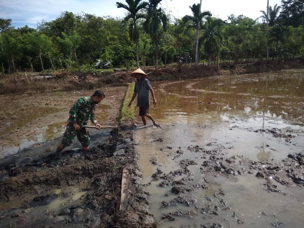 Bantu Petani, Babinsa Koramil Panga Turun ke Sawah
