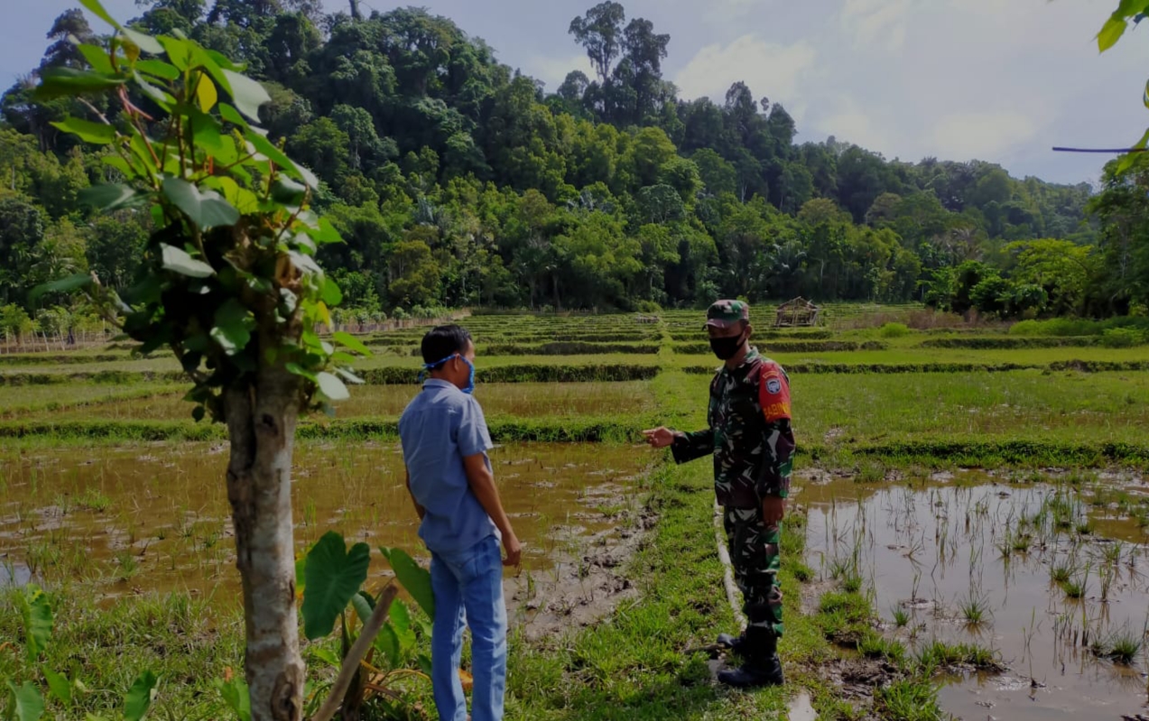 Tanam Padi Serentak Serma Ronal Cek Kesiapan Lahan Sawah di Desa Binaanya