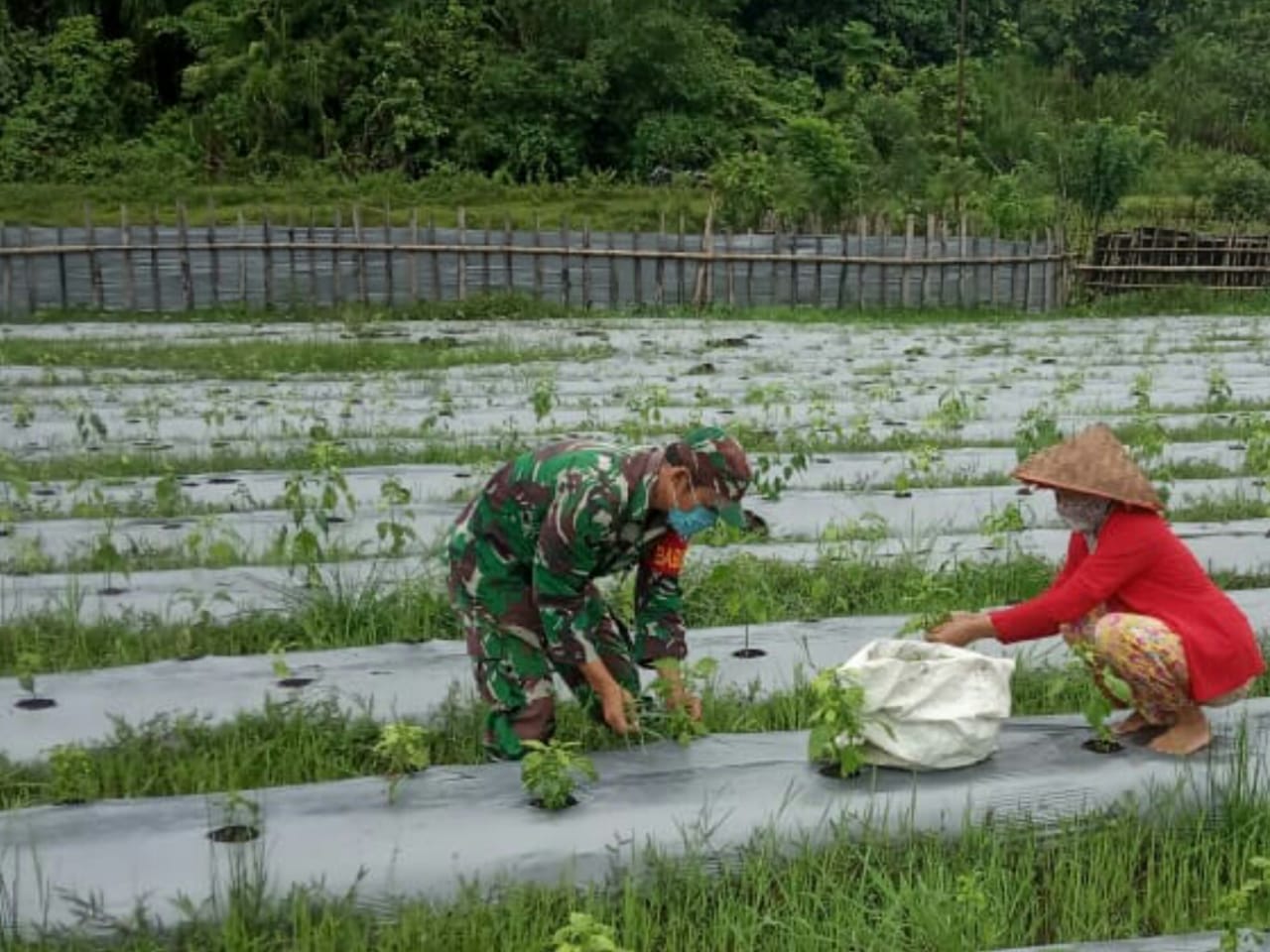 Babinsa Koramil 06/Teluk Dalam Bantu Petani Pembersihan Lahan Cabe