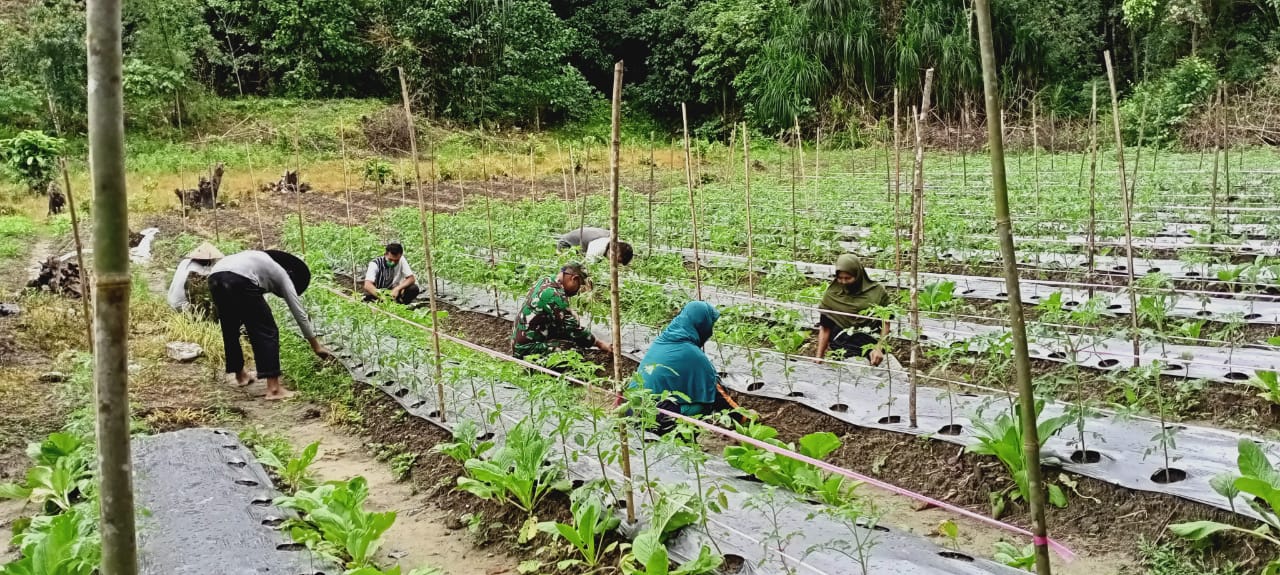 kopda Hendri luan,Pantau Pemanfaat Lahan Kosong Dalam Menghadapi Kehidupan Normal Yang Baru (New Normal) Dimasa Pandemik Covid19