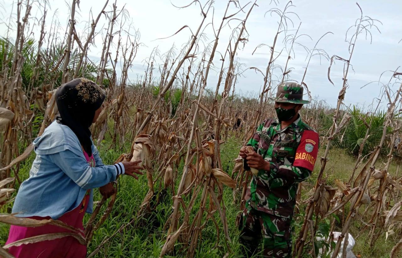 Lakukan Pendampingan Upsus Pertanian, Koptu Syaipul Bahri Bantu Petani Panen Jagung