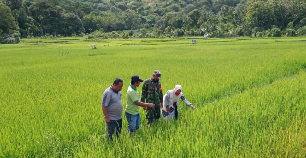 Lahan Padi Wilayah Binaannya di Serang Hama, Sertu Baida Bersama BPP dan PPL Lakukan Pengecekan
