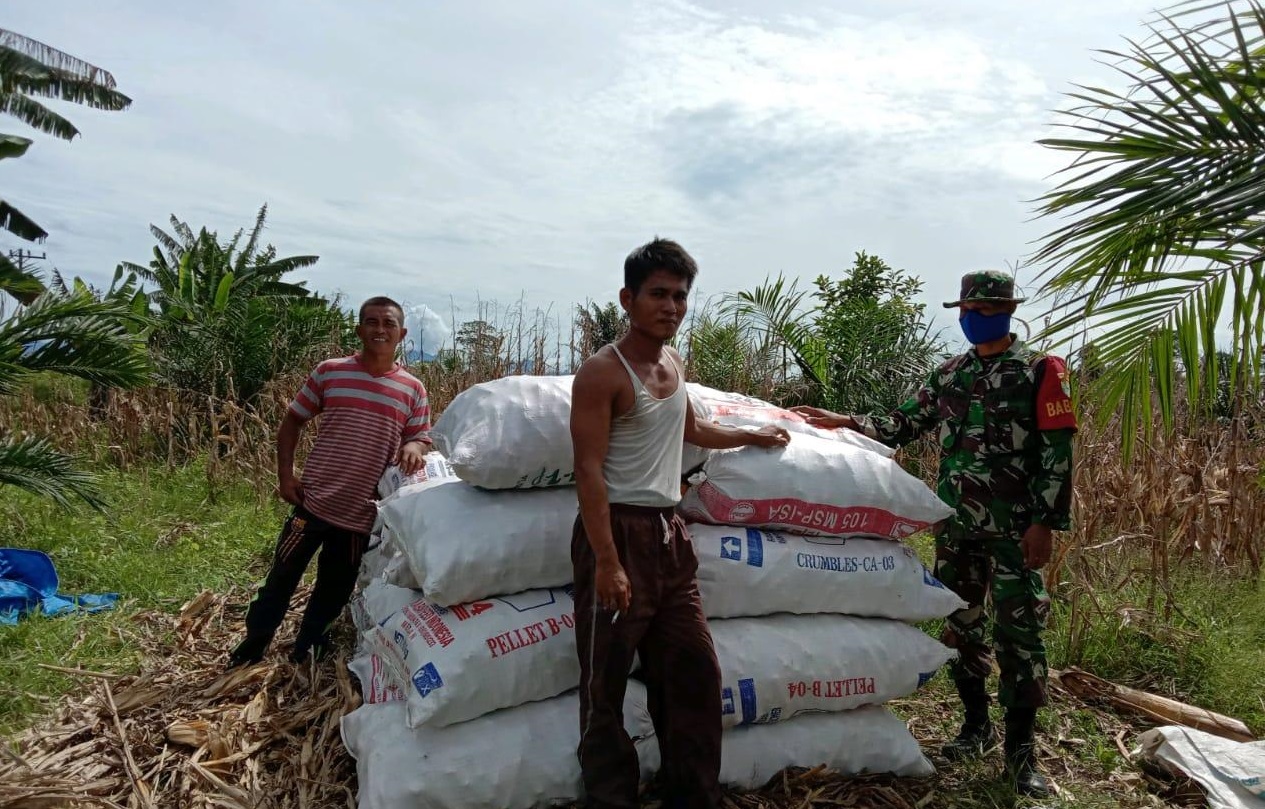 Dukung Ketahan Pangan, Kopda Syaipul Bahri Bantu Petani Desa Binaan Panen Jagung