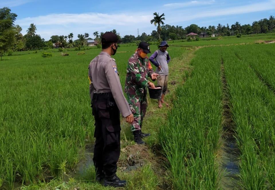 Bentuk Kekompakkan Babinsa dan Bhabinkamtibmas Dalam Mensukseskan Pertanian