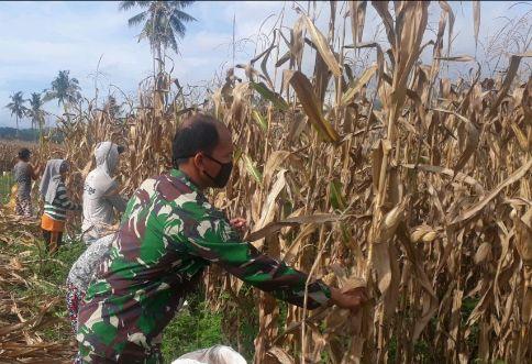 Ditengah Pandemic Covid-19, Babinsa Bantu Petani Dongkrak Pajale Warga