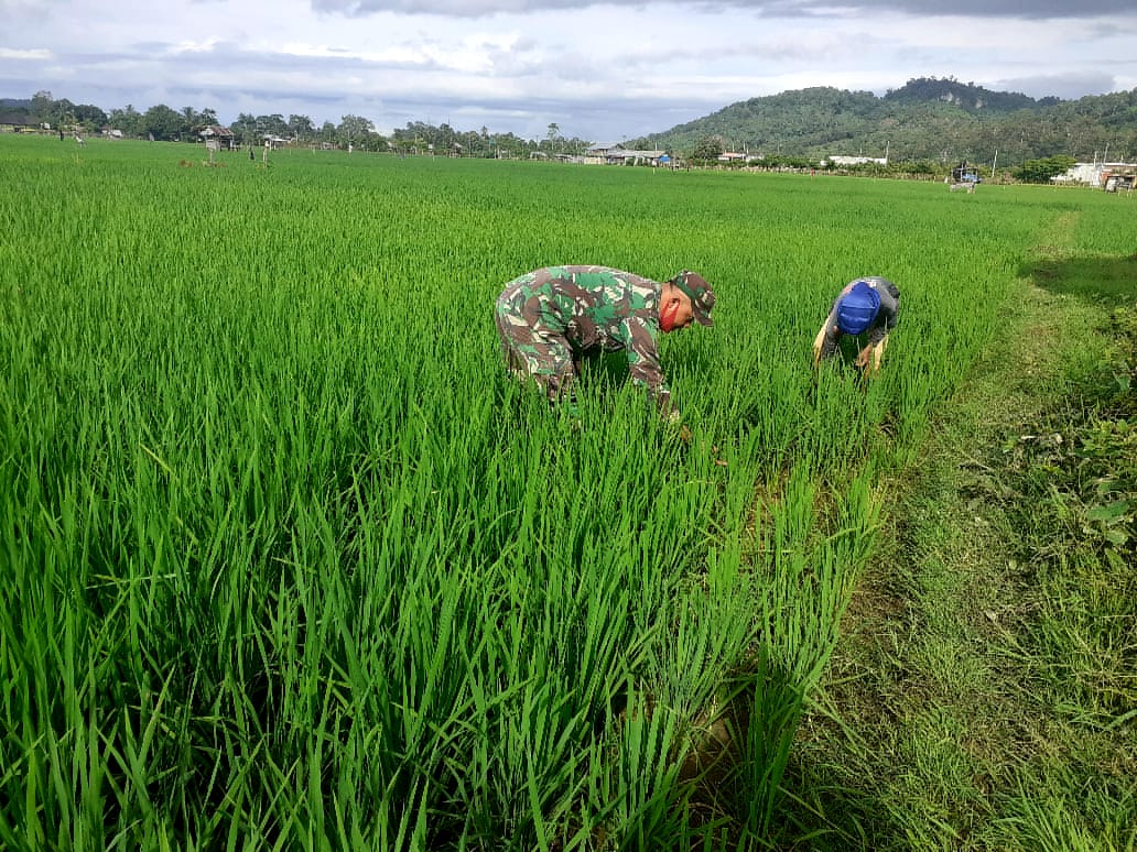 Turun ke Sawah, Babinsa Koramil Lamno Bantu Petani Bersihkan Hama Gulma