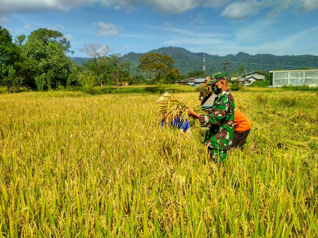 Serda Marwan Dampingi Petani Panen Padi