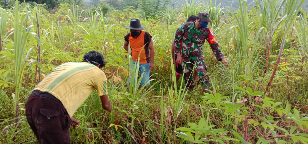 Babinsa Koramil 03/Teupah Selatan, Membantu Masyarakat Bersihkan Kebun