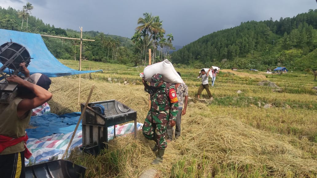 Babinsa Koramil 01/Terangun Bantu Petani Panen Dan Angkat Padi