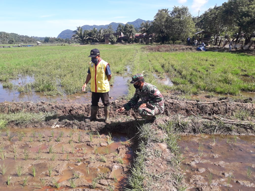 Babinsa dan Penyuluh Pertanian Pantau Tanaman Padi Petani