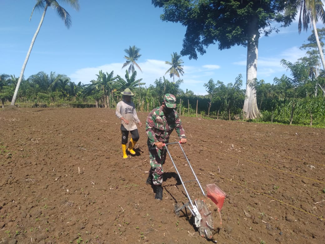 Bantu Petani, Babinsa Teunom Ikut Tanam Jagung