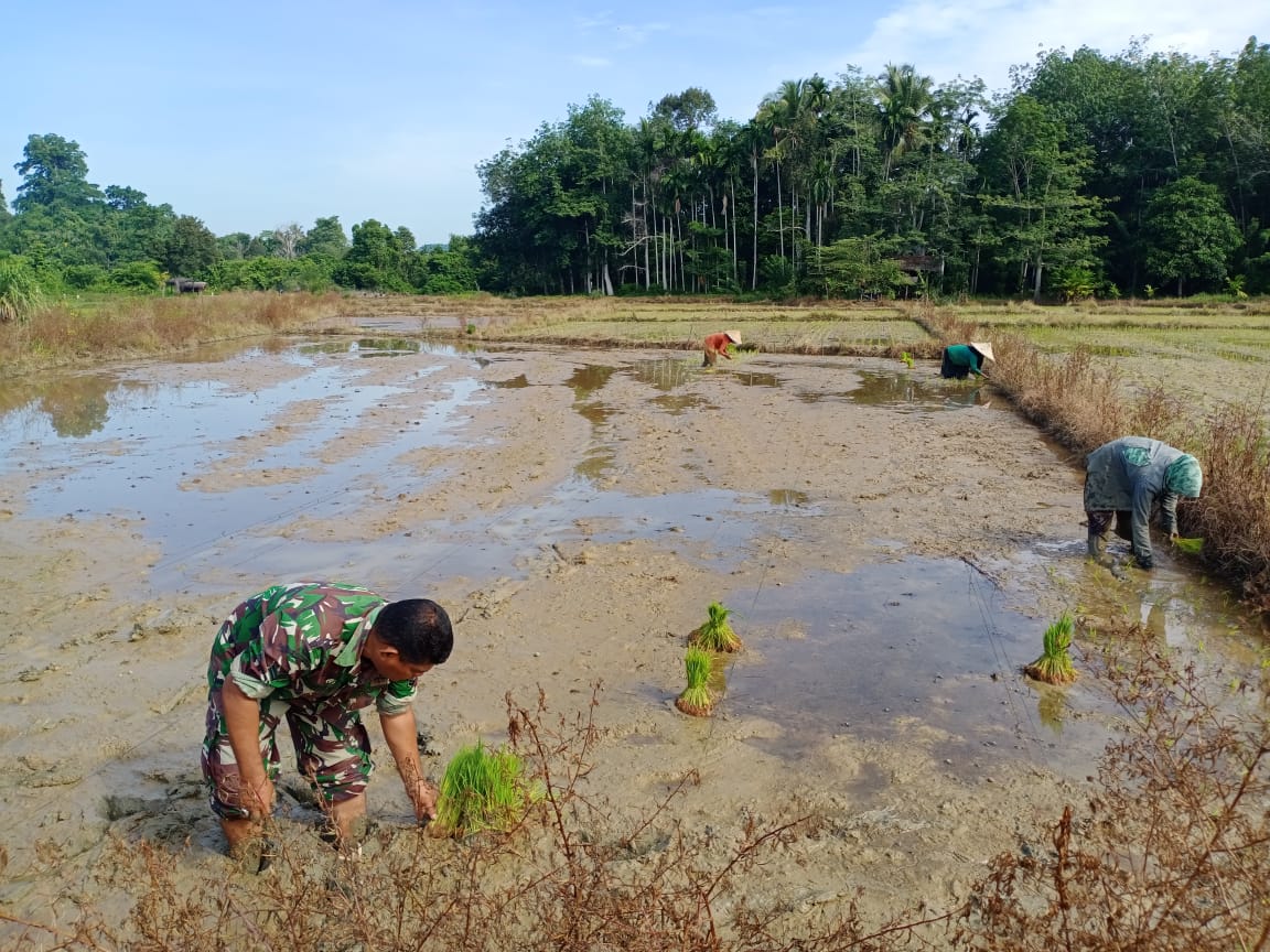 Tingkatkan Ketahanan Pangan Selama Pandemi Covid-19, Babinsa Koramil 04/Calang Bantu Petani Tanam Padi