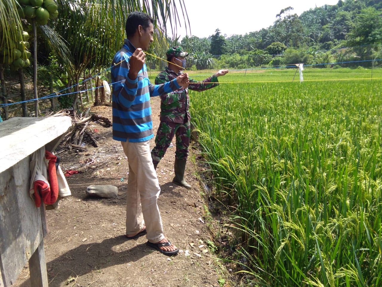 Babinsa Bantu Petani Usir Hama Burung