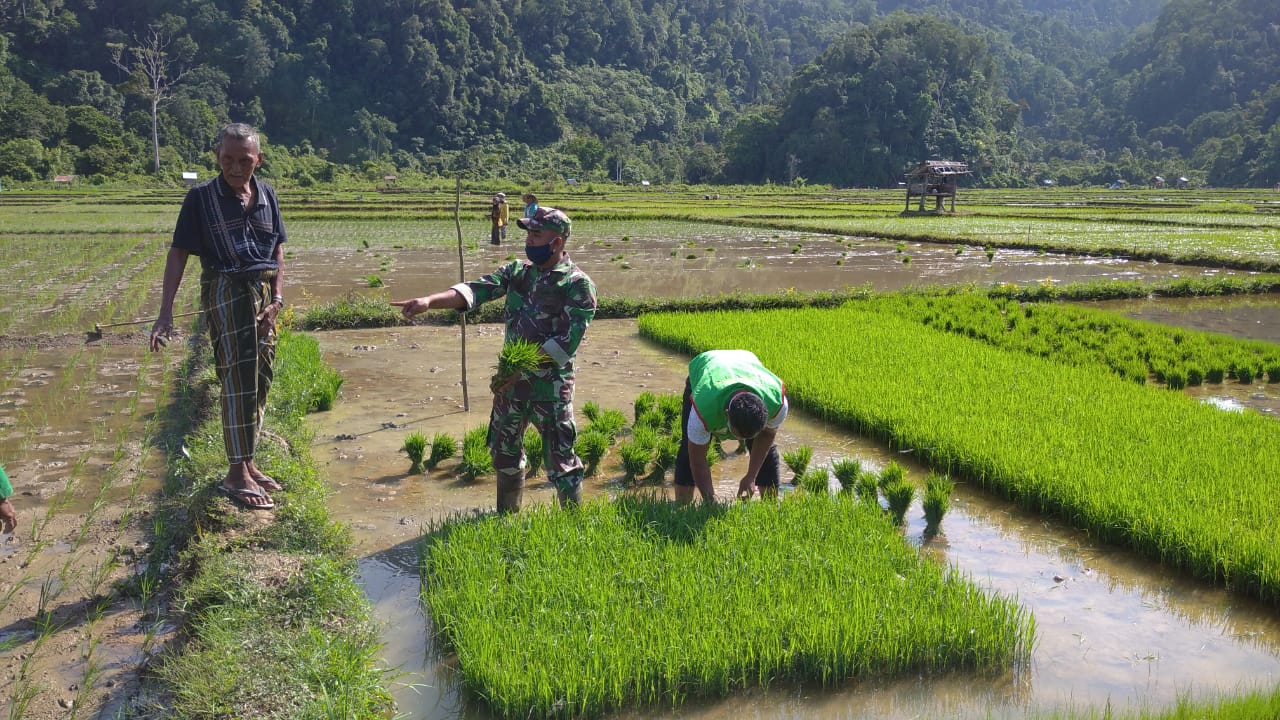 Bantu Petani, Serda Junizar Ikut Siapkan Bibit Padi
