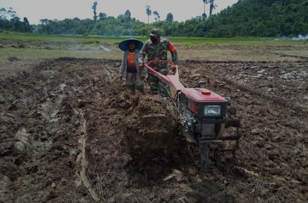 Babinsa Koramil 01/ Sintim Bantu Petani Bajak Sawah
