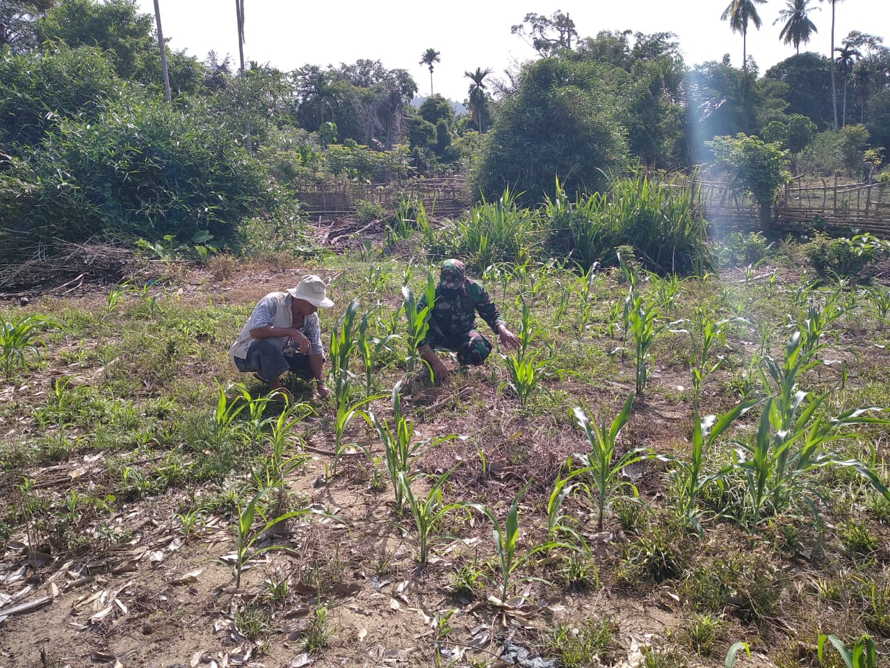 Kopda Aris Bantu Petani Rawat Tanaman Jagung