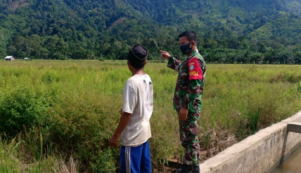 Hadapi Gerakan Tanam Padi Serentak, Babinsa Koramil 08/Bakongan Cek Kesiapan Lahan Sawah