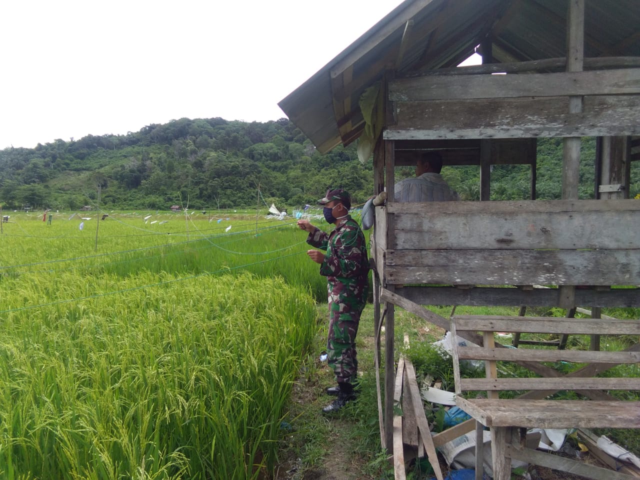 Serda Febri Bantu Petani Halau Hama Burung