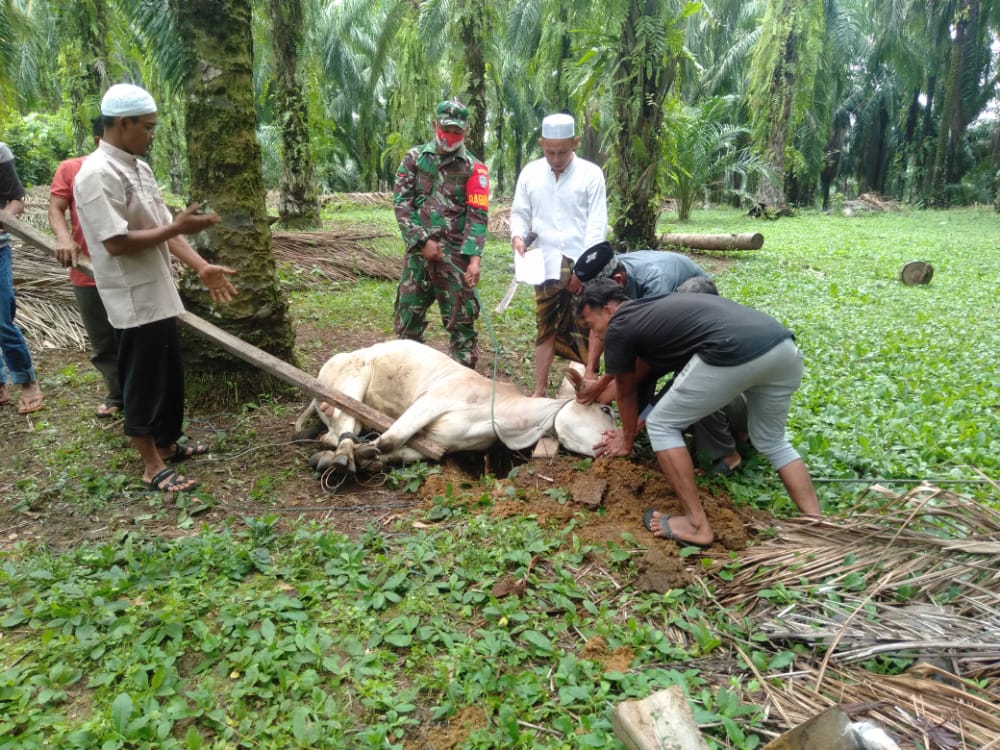 Kopda Aris Rizal Bantu Kegiatan Penyembelihan Hewan Kurban